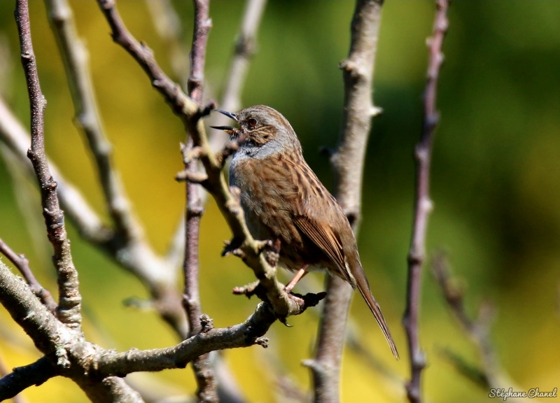 Photo Oiseaux Accenteur mouchet (Prunella modularis)