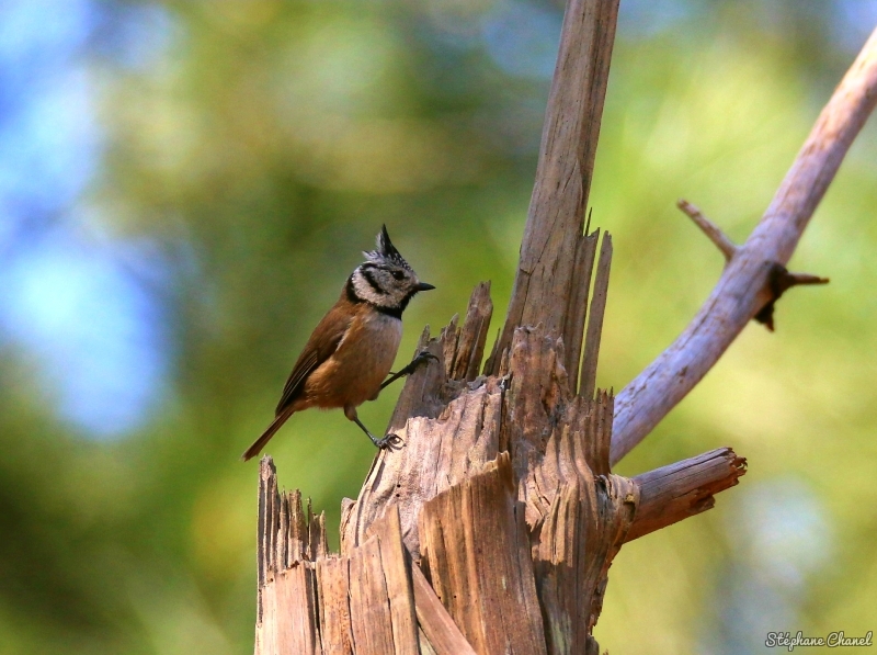 Photo Oiseaux Mésange huppée (Lophophanes cristatus)