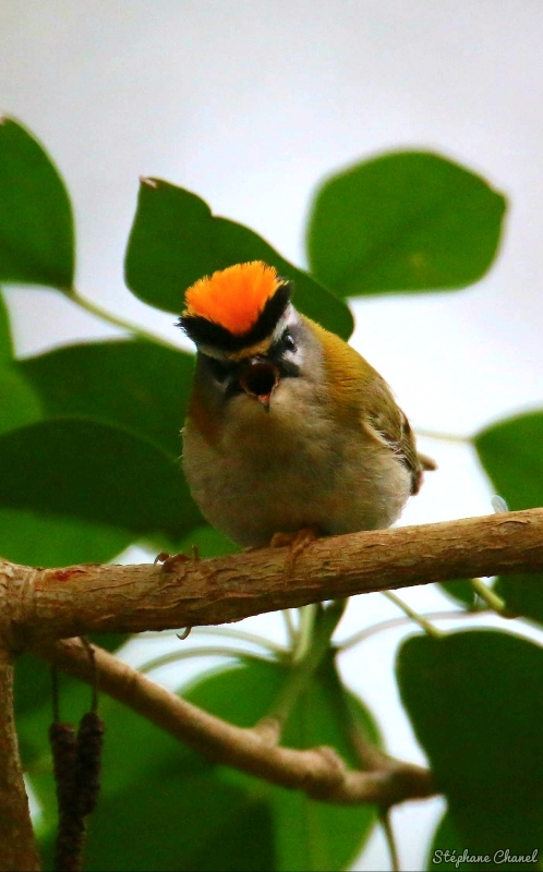 Photo Oiseaux Roitelet triple bandeau (Regulus ignicapilla)