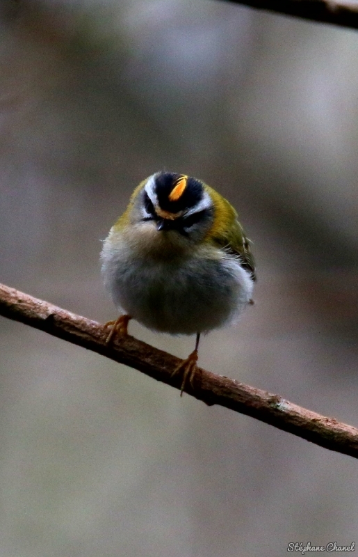 Photo Oiseaux Roitelet triple bandeau (Regulus ignicapilla)