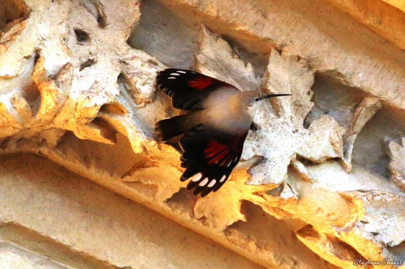 Photo Oiseaux Tichodrome échelette (Tichodroma muraria)