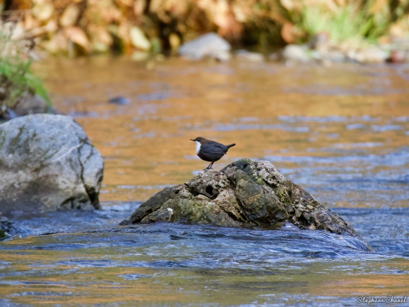 Photo Oiseaux Cincle plongeur (Cinclus inclus)