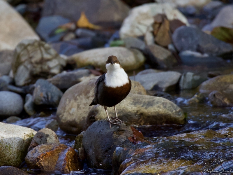 Photo Oiseaux Cincle plongeur (Cinclus inclus)