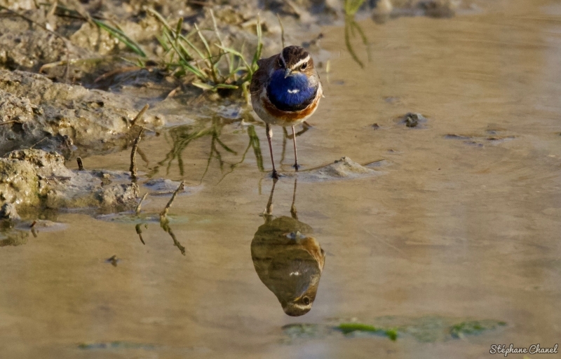 Photo Oiseaux Gorgebleue à miroir (Luscinia svecica)