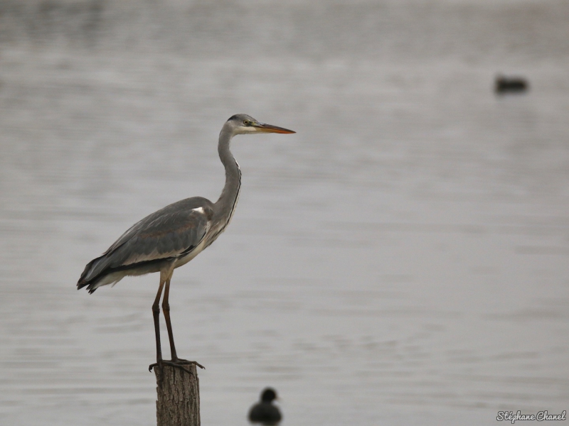 Photo Oiseaux Héron cendré (Ardea cinerea)
