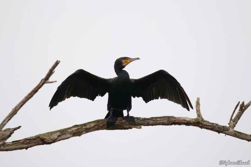 Photo Oiseaux Grand cormoran (Phalacrocorax carbo)