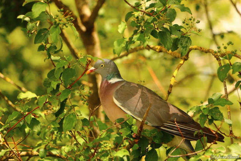 Photo Oiseaux Pigeon ramier (Columba palumbus)