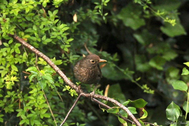 Photo Oiseaux Merle noir (Turdus merula)