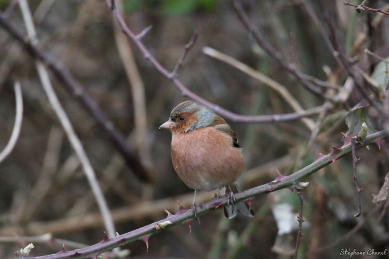 Photo Oiseaux Pinson des arbres (Fringilla coelebs)