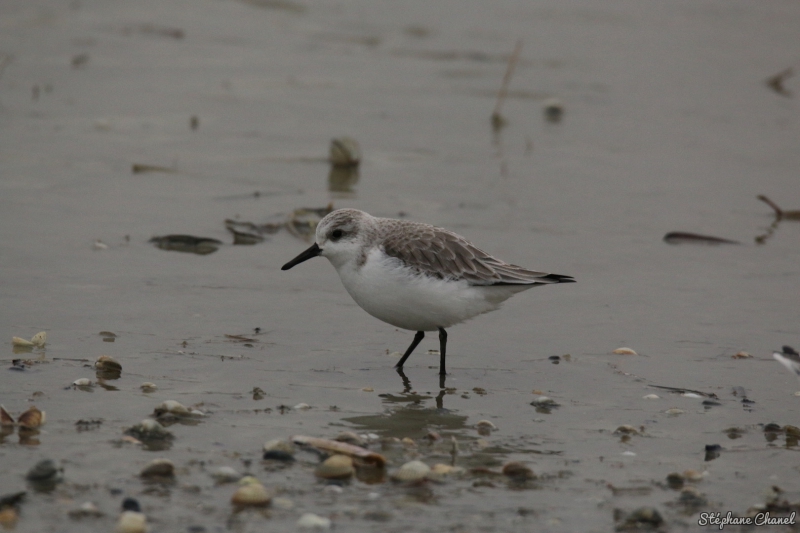 Photo Oiseaux Bécasseau sanderling (Calidris alba)