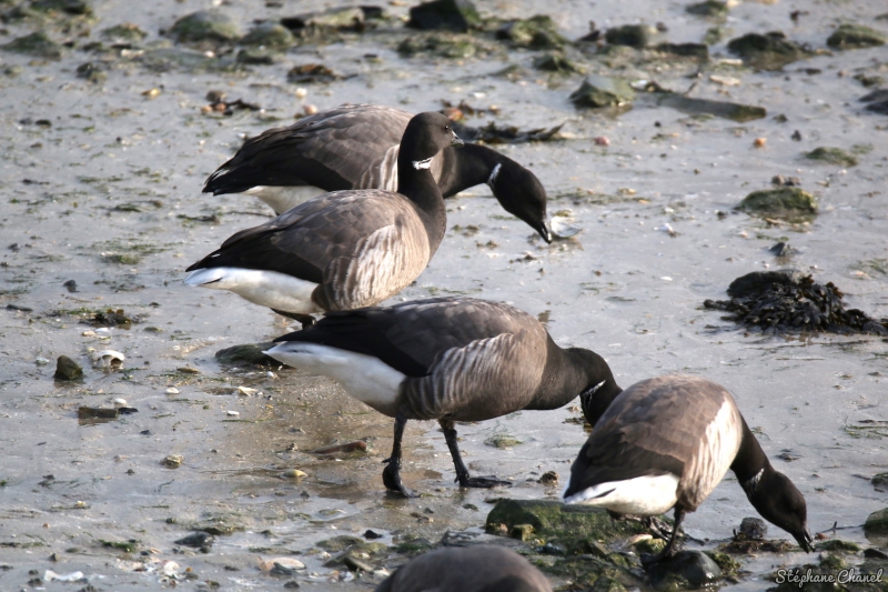 Photo Oiseaux Bernache cravant (Branta bernicla)