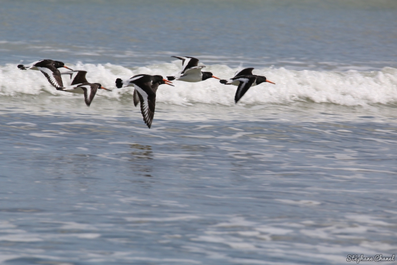 Photo Oiseaux Huîtrier pie (Haematopus ostralegus)