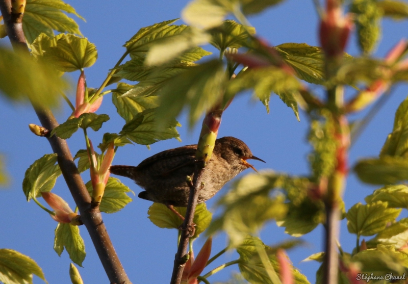Photo Oiseaux Troglodyte mignon (Troglodytes troglodytes)