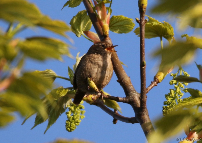 Photo Oiseaux Troglodyte mignon (Troglodytes troglodytes)