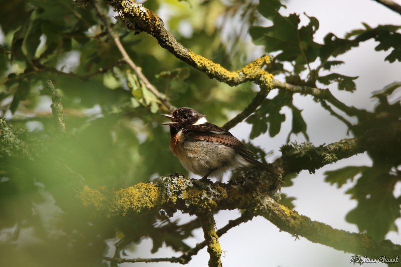 Photo Oiseaux Tarier pâtre (Saxicola rubicola)