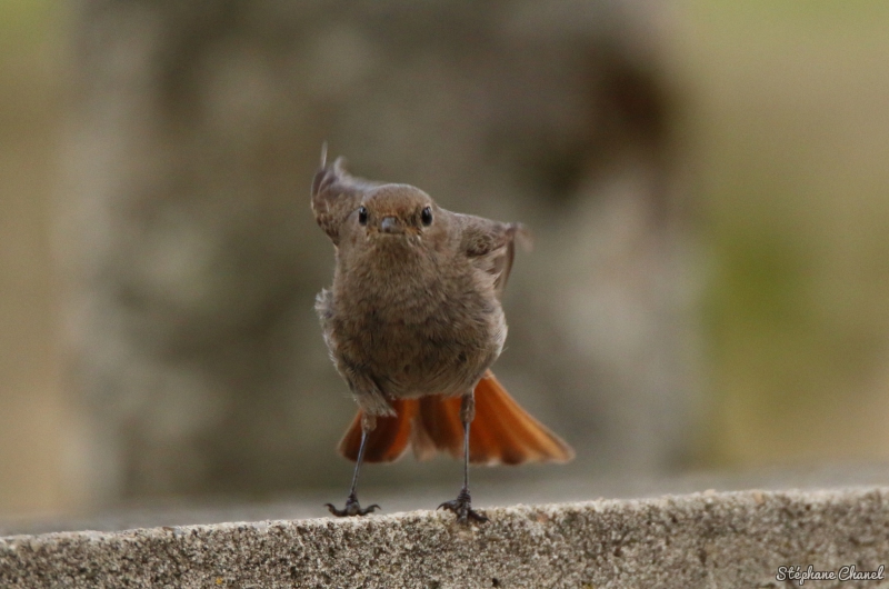 Photo Oiseaux Rougequeue noir (Phoenicurus ochruros)