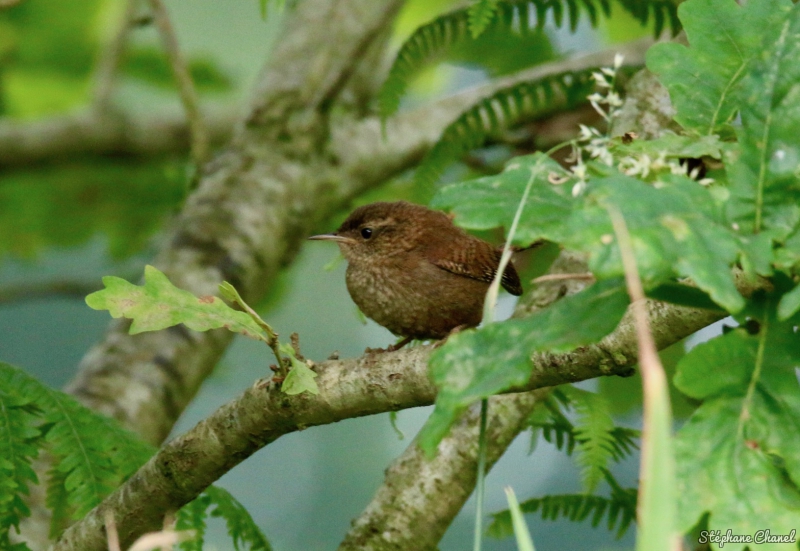 Photo Oiseaux Troglodyte mignon (Troglodytes troglodytes)