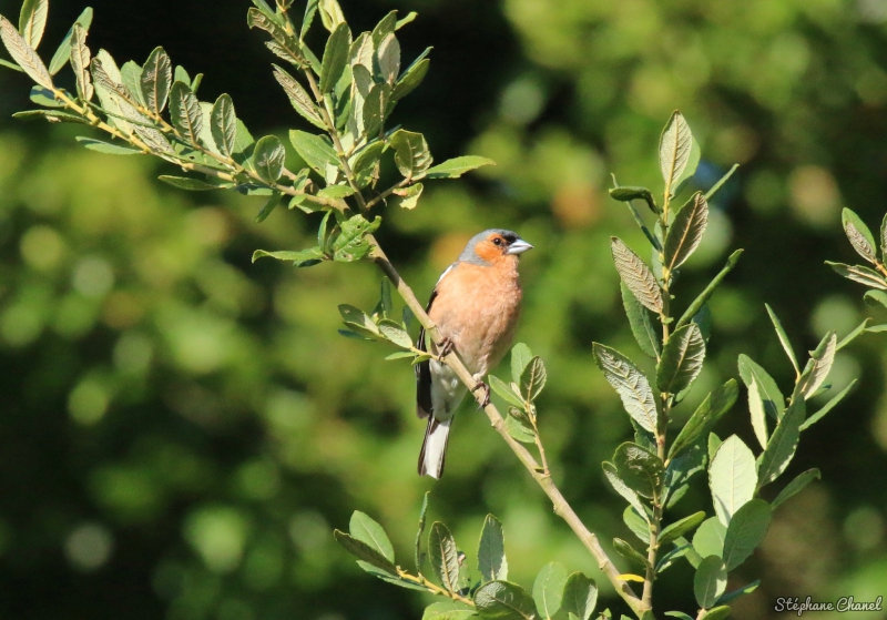 Photo Oiseaux Pinson des arbres (Fringilla coelebs)