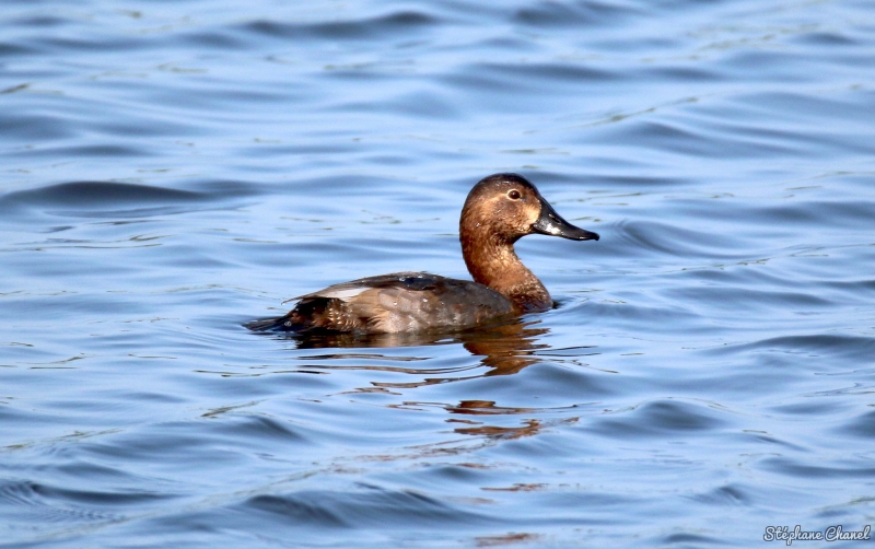 Photo Oiseaux Fuligule milouin (Aythya ferina)