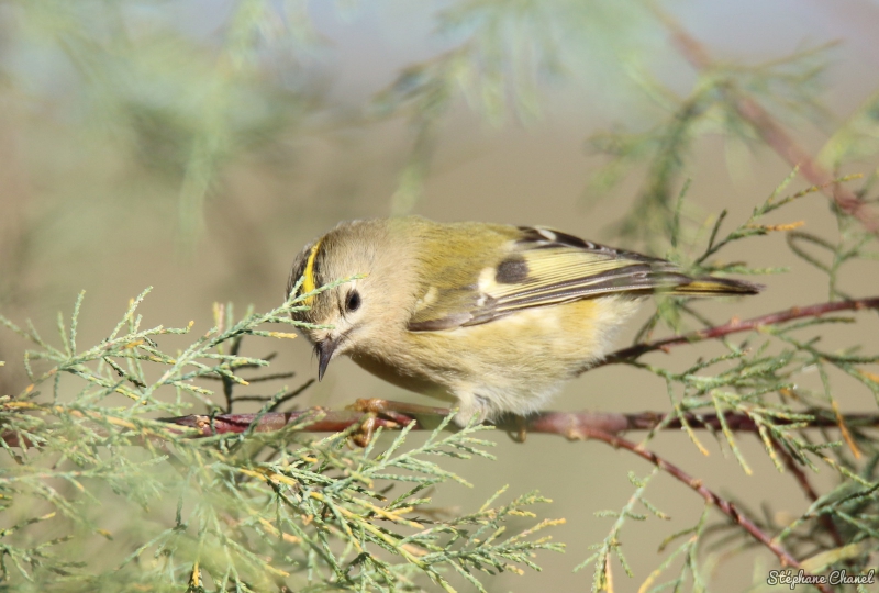Photo Oiseaux Roitelet huppé (Regulus regulus)