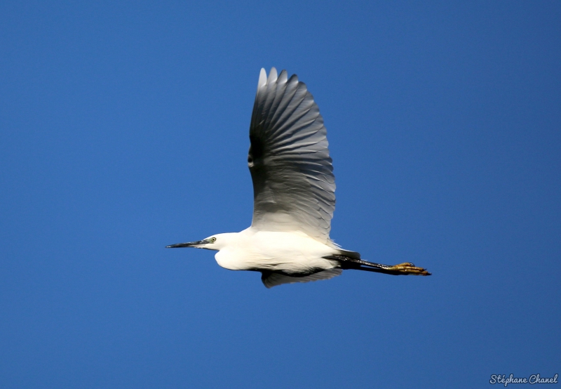 Photo Oiseaux Aigrette garzette (Egretta garzetta)