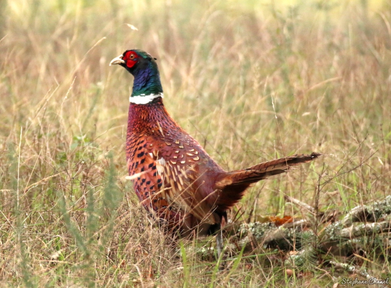 Photo Oiseaux Faisan de Colchide (Phasianus colchicus)