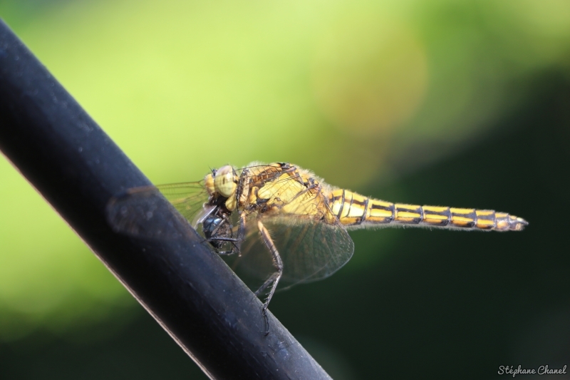 Photo Insectes Orthetrum réticulé (Orthetrum cancellatum)
