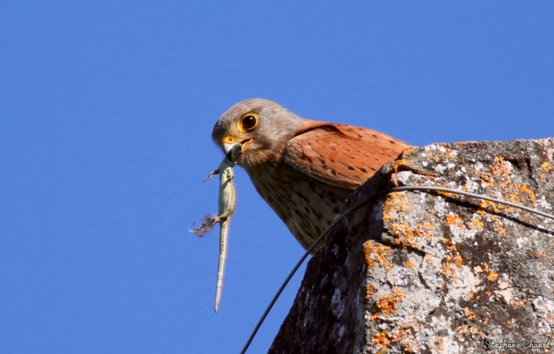 Photo Oiseaux Faucon crécerelle (Falco tinnunculus)