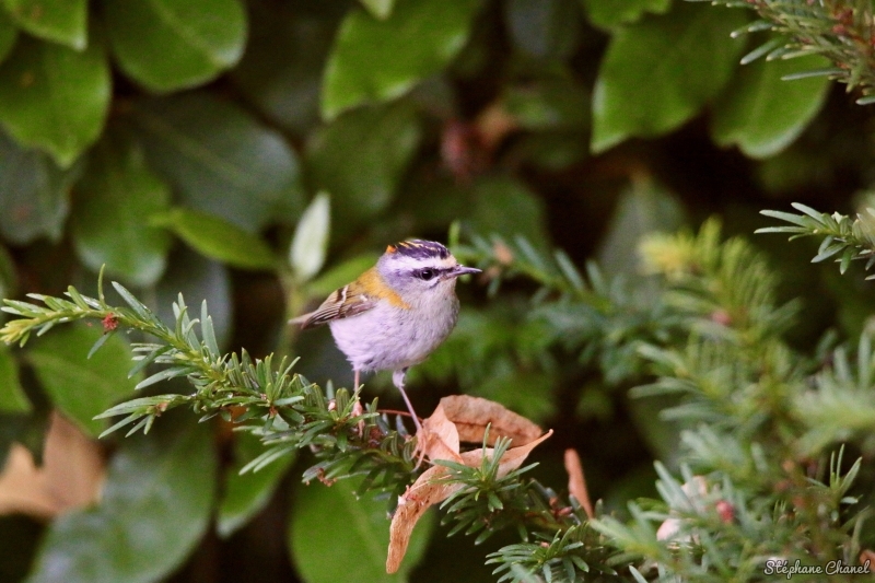 Photo Oiseaux Roitelet triple bandeau (Regulus ignicapilla)