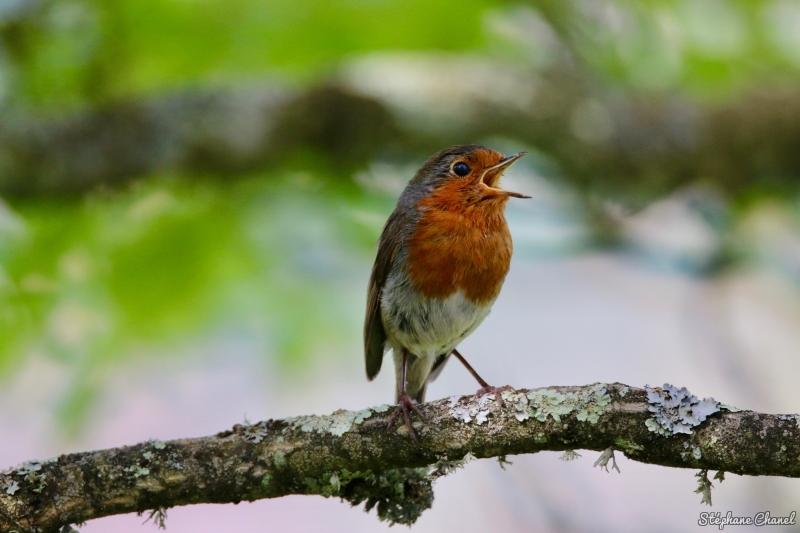 Photo Oiseaux Rouge-gorge familier (Erithacus rubecula)