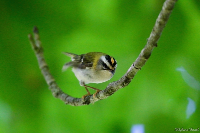 Photo Oiseaux Roitelet triple bandeau (Regulus ignicapilla)