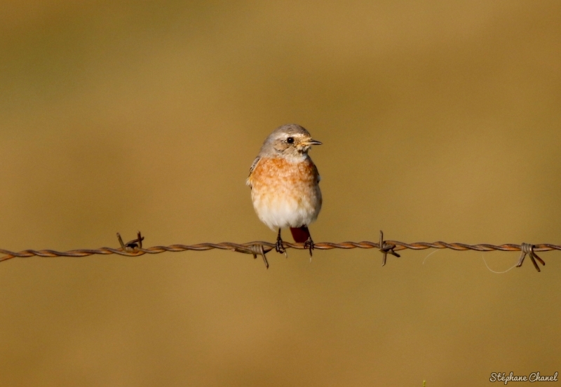 Photo Oiseaux Tarier des prés (Saxicola rubetra)