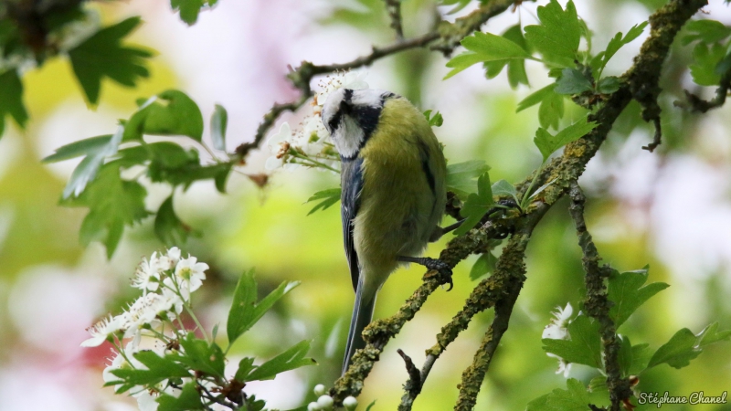 Photo Oiseaux Mésange bleue (Cyanistes caeruleus)