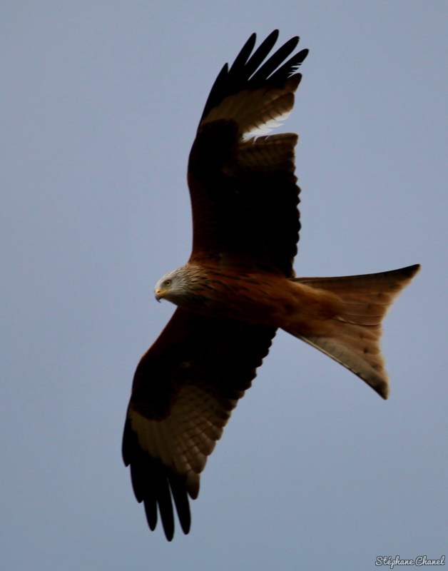 Photo Oiseaux Milan royal (Milvus milvus)