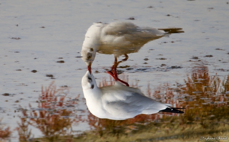 Photo Oiseaux Mouette rieuse (Chroicocephalus ridibundus