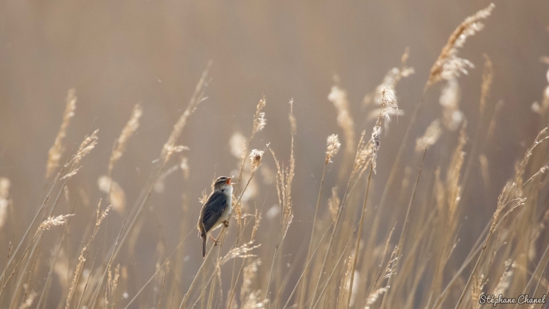 Photo Oiseaux Phragmite des joncs (Acrocephalus schoenobaenus)