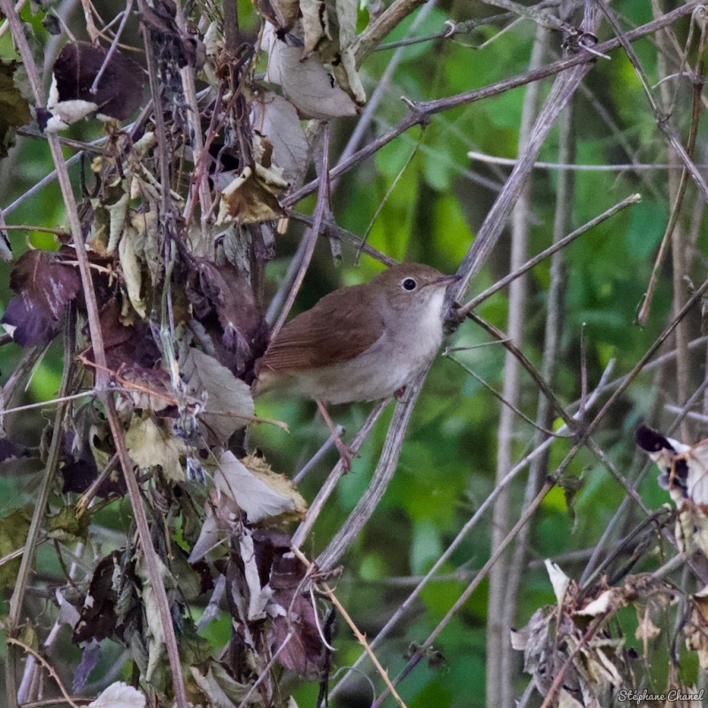 Photo Oiseaux Rossignol philomèle (Luscinia megarhynchos)