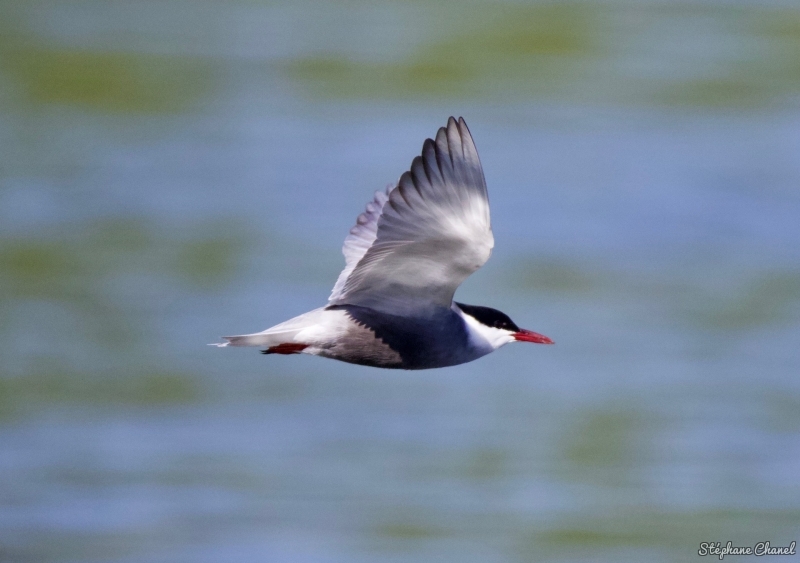 Photo Oiseaux Sterne pierre-garin (Sterna hirundo)
