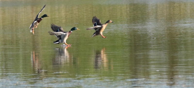 Photo Oiseaux
