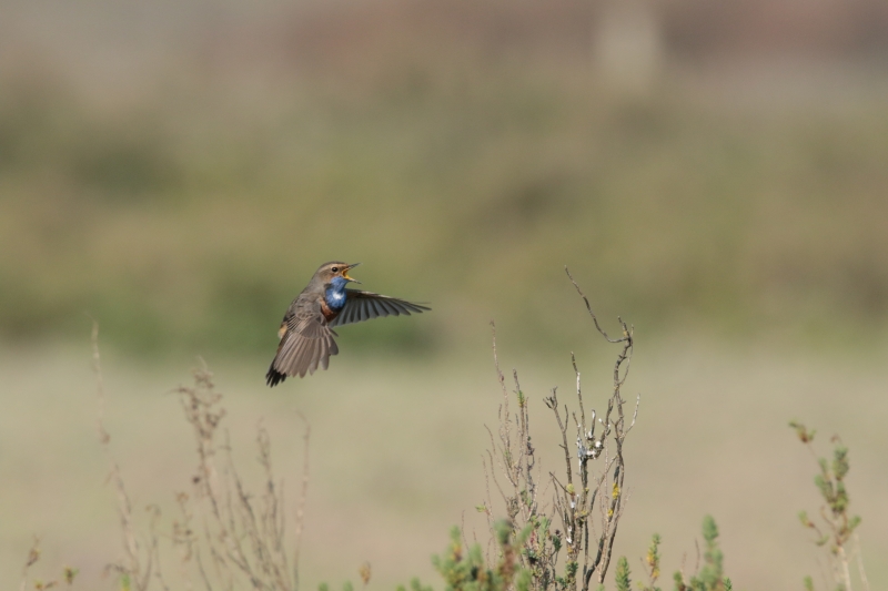 Photo Oiseaux