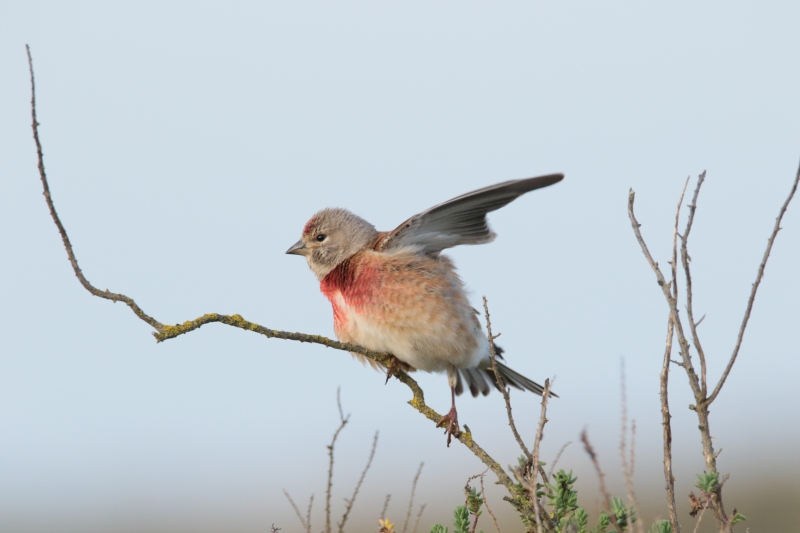 Photo Oiseaux