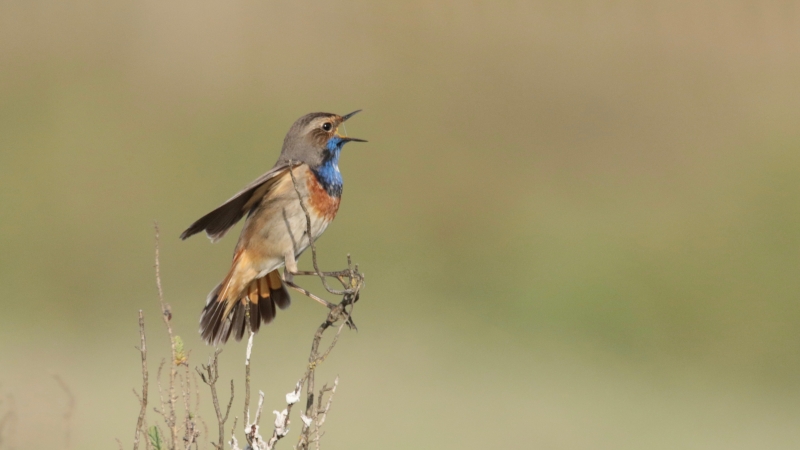 Photo Oiseaux