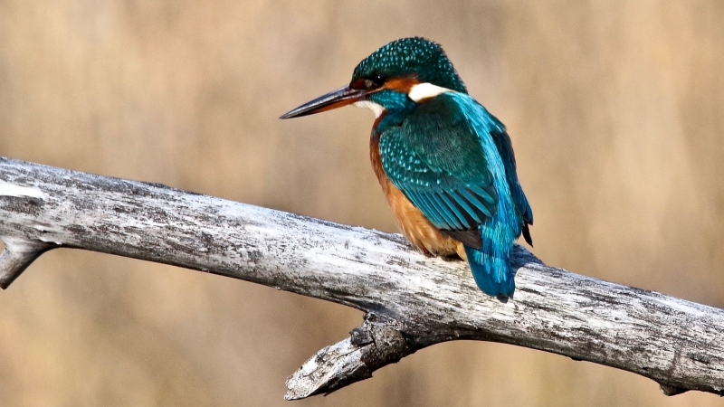 Photo Oiseaux