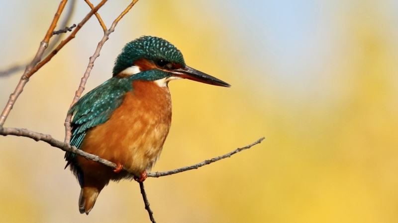 Photo Oiseaux