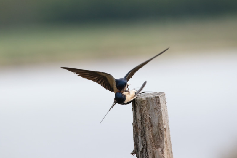 Photo Oiseaux