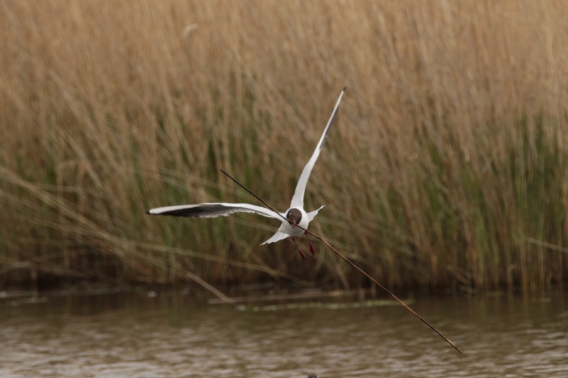 Photo Oiseaux