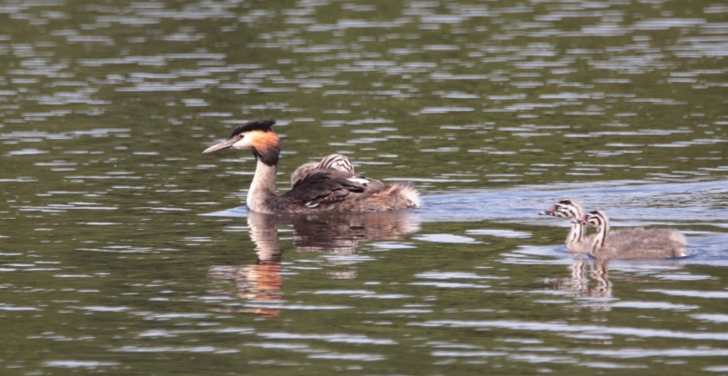 Photo Oiseaux