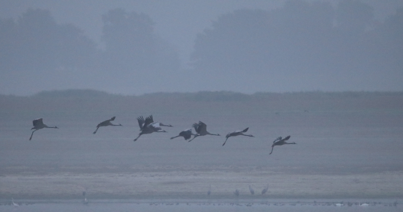Photo Oiseaux
