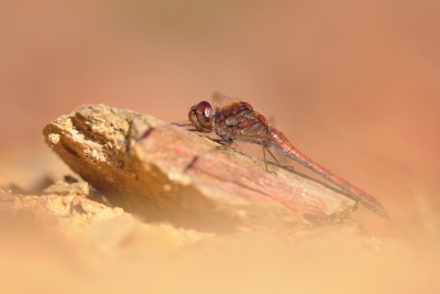Insectes