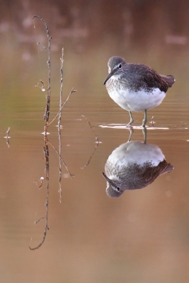 Oiseaux Chevalier culblanc (Tringa ochroprus)